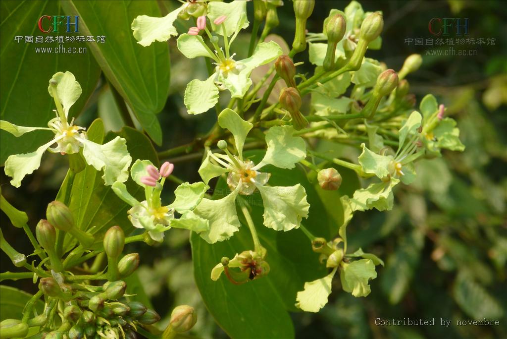 Bauhinia touranensis